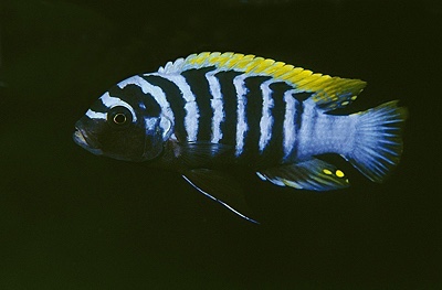 Cynotilapia zebroides 'Mbenji Island'